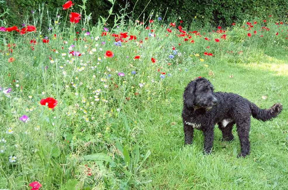 East Devon dog walks | Dog friendly holidays in Devon